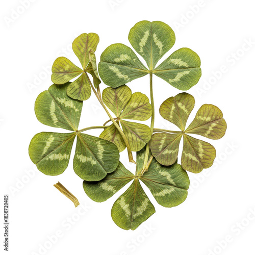 Pressed oxalis tetraphylla a collection of four-leaf clovers with distinctive markings isolated on white background