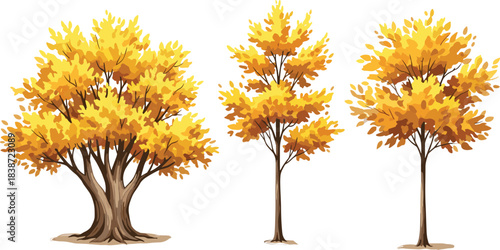 Autumn tree vector set with yellow orange foliage, seasonal deciduous illustration, fall nature design, stylized forest landscape elements