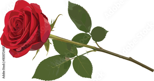 Red Rose with Green Stem and Leaves, Blooming Botanical Vector for Romantic Floral Design, Nature Clipart, Garden Illustration, and Plant Artwork