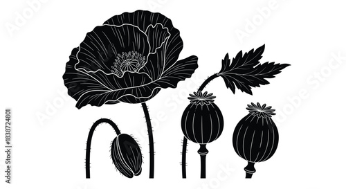 An elegant black and white botanical illustration showing the life cycle of a poppy, including a full flower, a bud, and seed pods.