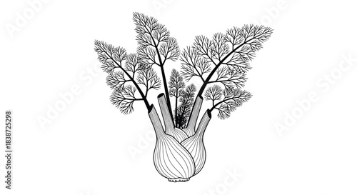 A detailed black and white botanical line drawing of a whole fennel bulb with its feathery fronds, rendered in a vintage engraved style.