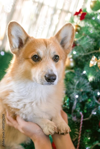 Paws of Adorable Corgi Dog in hands of owner. 
Enjoying Holiday Season with Festive Christmas Tree.