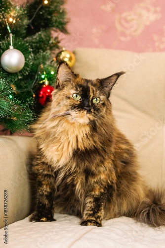 Elegant Tortoiseshell Fluffy Maine Coon Cat Posing Near Christmas Tree During Festive Season.