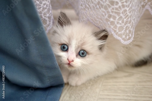 Adorable Ragdoll Kitten Peeking Out from Under a Lace and Blue Curtains, Looking at Camera.