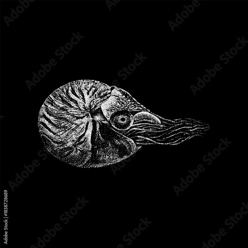nautilus, showcasing its spiral shell, textured surface, and flowing tentacles in a classic vintage engraving style.