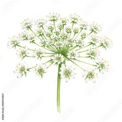 Delicate watercolor painting of a cow parsley flower with detailed petals and stem isolated on white background
