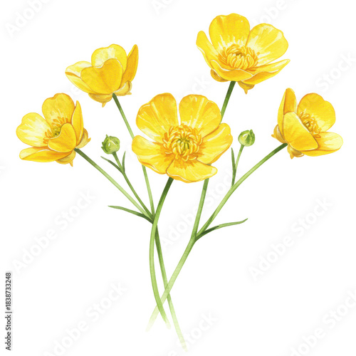 Watercolor depiction of vibrant yellow buttercups with green stems and buds isolated on white background