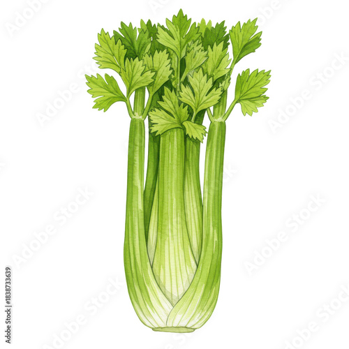 Fresh celery stalks with vibrant green leaves, watercolor style illustration isolated on white background
