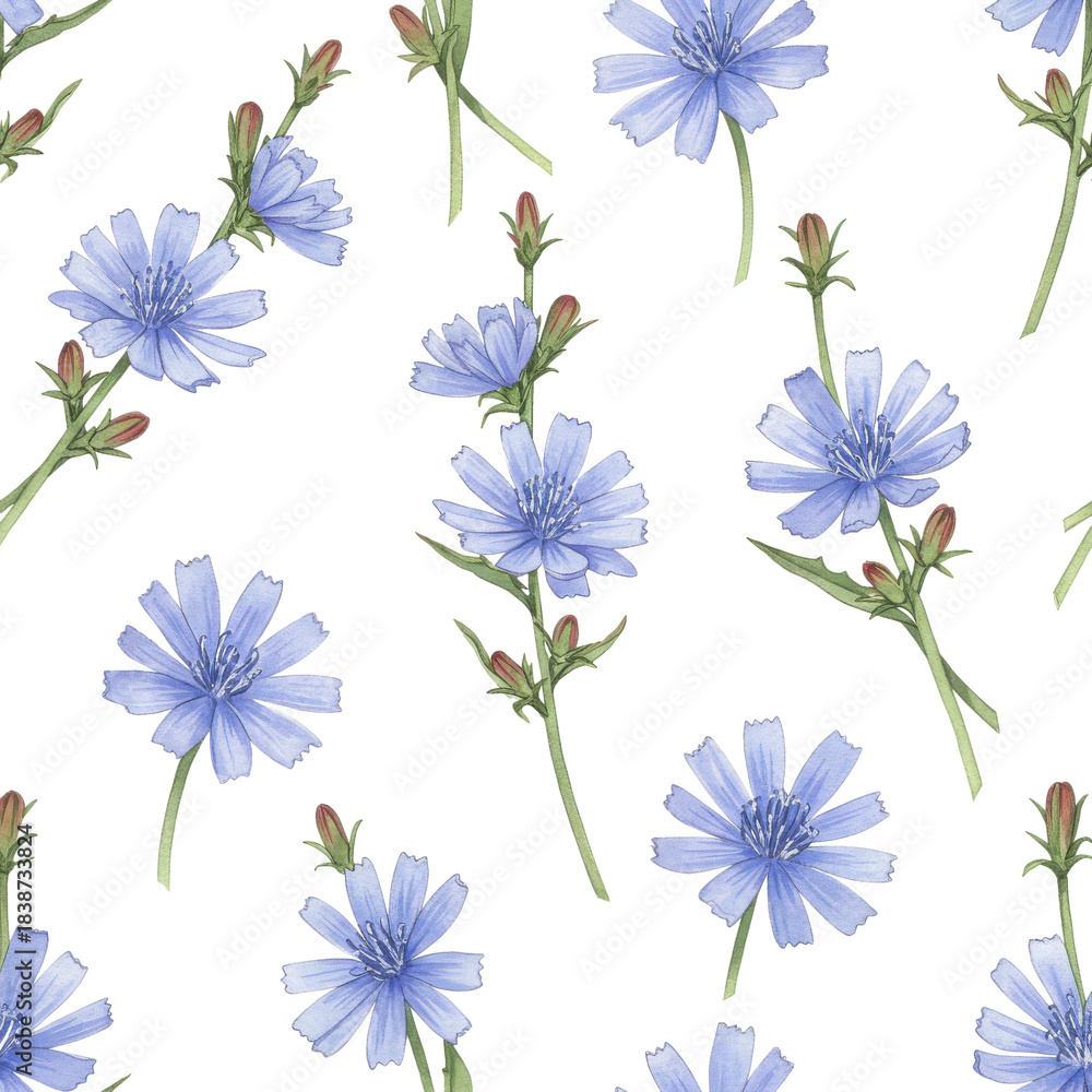 Obraz premium Watercolor chicory flowers with buds and stems, delicate blue petals, botanical illustration isolated on white background