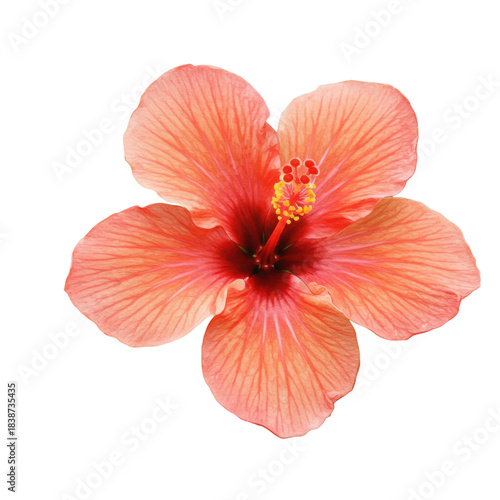 Peach hibiscus blossom overhead view detailed veining isolated on white background