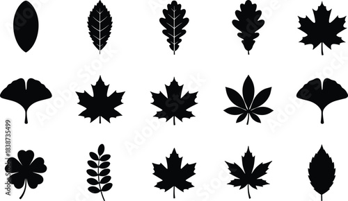 Leaf Silhouette Collection Featuring Diverse Botanical Shapes Including Oval, Lobed, Compound, and Fan Designs for Nature and Graphic Use