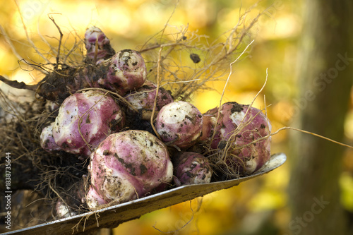 Freshly harvested Jerusalem artichokes on a shovel, ready for cooking