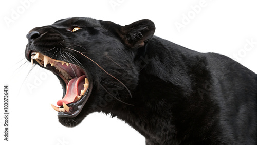 Fierce black panther roaring and displaying sharp teeth cut out on PNG. AI GENERATED.

