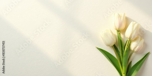 Soft White Tulips in Sunlight A Delicate Floral Arrangement on a Light Background