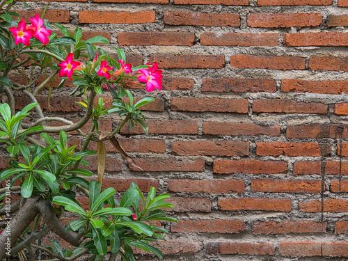 Close-up view of pink desert rose blossoms growing beside a textured brick wall offering a colorful botanical aesthetic