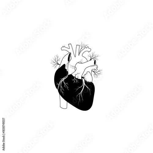 Minimalist anatomical human heart illustration featuring contrasting black and white sections with delicate branch-like vessels.