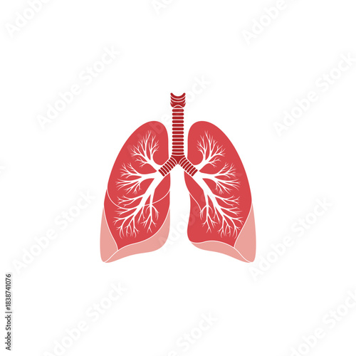 Stylized anatomical illustration of human lungs with trachea and bronchial tree in red and pink, representing the respiratory system on a white background.