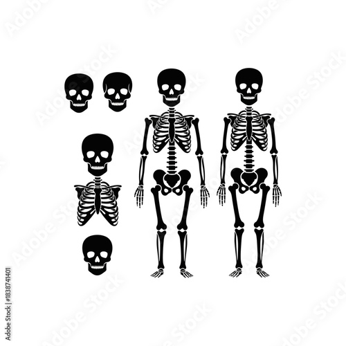 Black silhouettes of human skeletons and skulls illustrating anatomical structures on a clean white background.