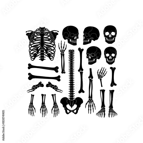 Collection of human skeletal bones, including skulls, rib cage, spine, and limbs, depicted as black silhouettes.
