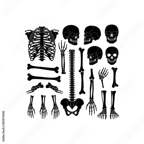 Detailed black silhouette collection of human skeletal components, including skulls, ribcage, spine, and extremities.