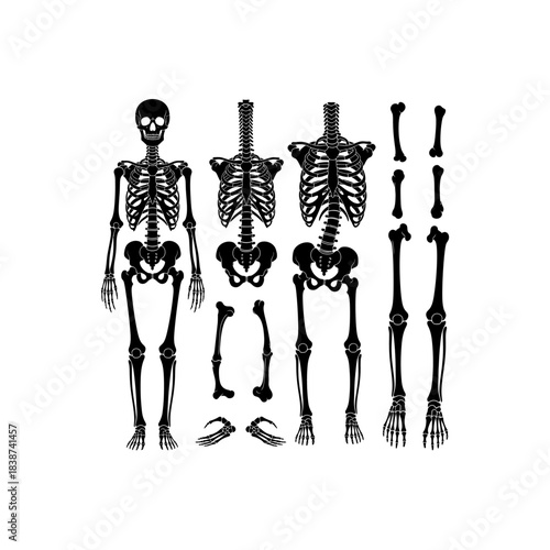 Detailed black silhouettes of human skeletons and various individual bones for anatomical study.