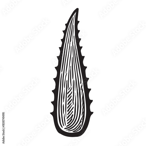 A detailed vector illustration of an aloe vera plant with thick, pointed leaves and clean outlines, capturing its natural texture and soothing botanical appearance.