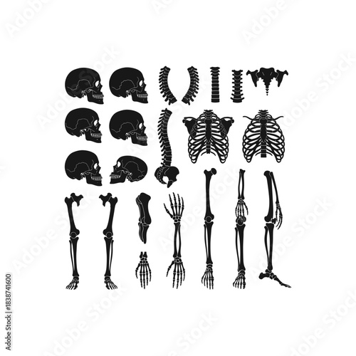 Anatomical illustration of human skeletal system components, featuring multiple skull views, spinal column, rib cages, and various limb bones.