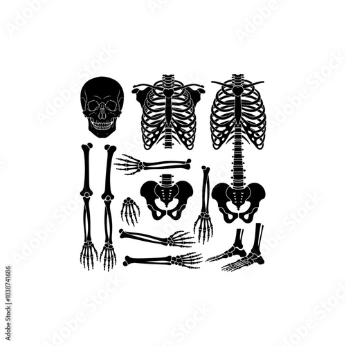 Detailed anatomical illustration of human skeletal bones, featuring a skull, rib cage, spine, pelvis, and limb components.