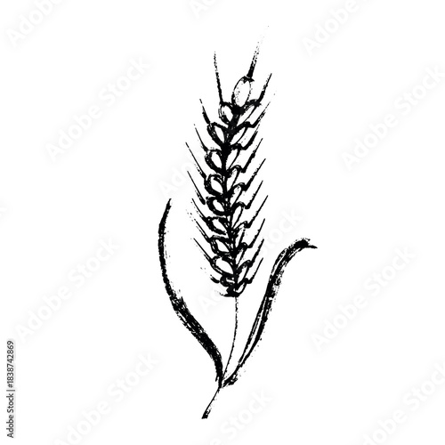 Hand drawn cereal wheat oat rye barley rice ears spikelet clipart Organic wheat bread agriculture farming harvest healthy food Single element for print packaging label design decor