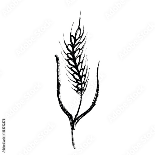 Hand drawn cereal wheat oat rye barley rice ears spikelet clipart Organic wheat bread agriculture farming harvest healthy food Single element for print packaging label design decor