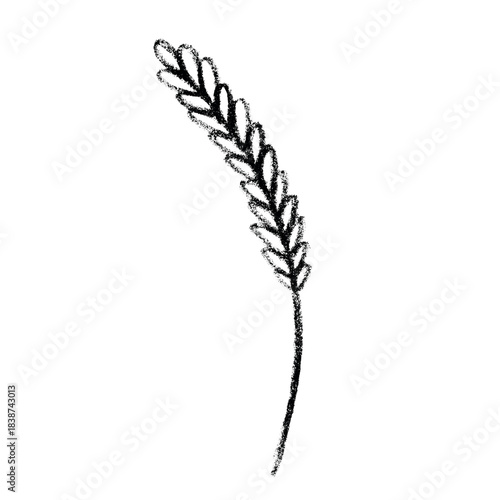 Hand drawn cereal wheat oat rye barley rice ears spikelet clipart Organic wheat bread agriculture farming harvest healthy food Single element for print packaging label design decor