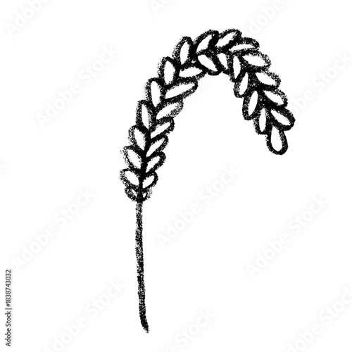 Hand drawn cereal wheat oat rye barley rice ears spikelet clipart Organic wheat bread agriculture farming harvest healthy food Single element for print packaging label design decor