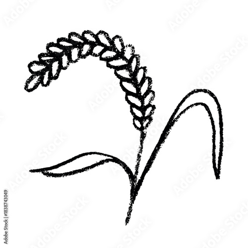 Hand drawn cereal wheat oat rye barley rice ears spikelet clipart Organic wheat bread agriculture farming harvest healthy food Single element for print packaging label design decor