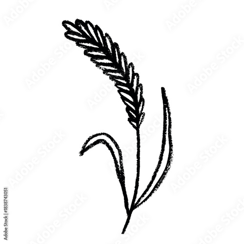 Hand drawn cereal wheat oat rye barley rice ears spikelet clipart Organic wheat bread agriculture farming harvest healthy food Single element for print packaging label design decor
