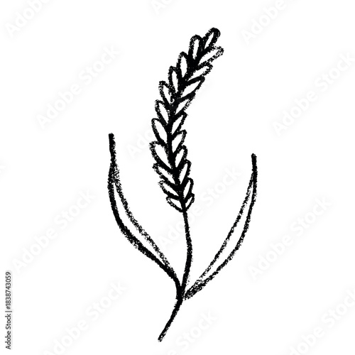 Hand drawn cereal wheat oat rye barley rice ears spikelet clipart Organic wheat bread agriculture farming harvest healthy food Single element for print packaging label design decor
