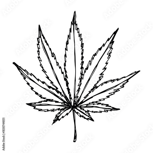 Hand drawn cannabis leaf Medicine marijuana Hemp leaves clipart in doodle style Single element for print, web, design, decor