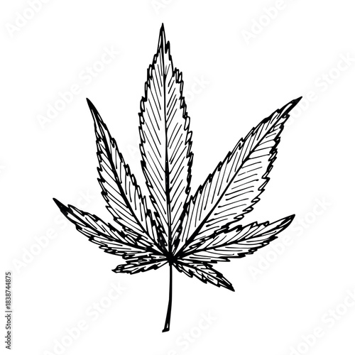 Hand drawn cannabis leaf Medicine marijuana Hemp leaves clipart in doodle style Single element for print, web, design, decor