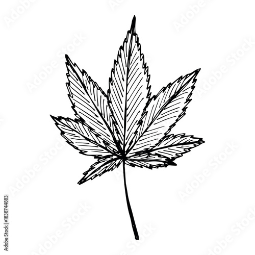 Hand drawn cannabis leaf Medicine marijuana Hemp leaves clipart in doodle style Single element for print, web, design, decor