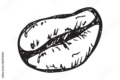 Hand drawn fresh roasted coffee bean Arabica robusta seed doodle Single element for print, web, design, decor