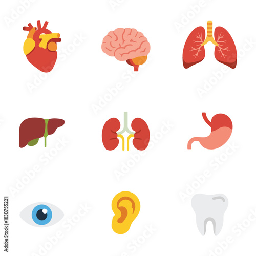 Internal organs icon collection, heart brain lungs kidneys stomach eye ear tooth symbols, medical anatomy study, modern flat vector illustration