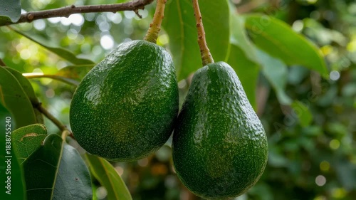 Two fresh green avocados hanging from a branch on a tree in a garden.