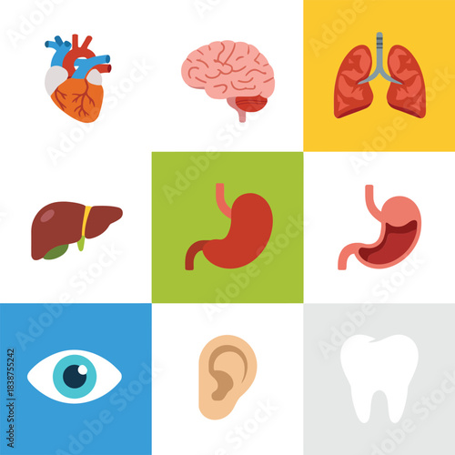 Human anatomy square icon set, heart brain lungs liver stomach eye ear tooth, healthcare education theme, clean flat vector design