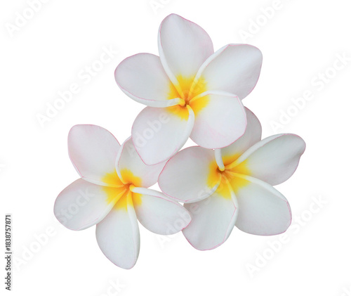 Plumeria or Frangipani or Temple tree flower. Close up white-yellow plumeria flowers bouquet isolated on transparent background