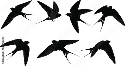 Set of black swallow bird silhouettes flying with spread wings, vector illustration of flock isolated on white background for spring season design.