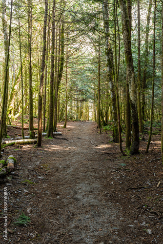 Intense green forest trail with natural lighting and gravel floor Stawamus Chief Provincial Park Squamish, British Columbia, Canada