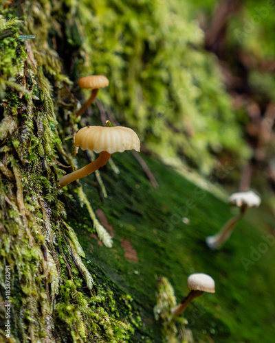 poisonous fungi white mushrooms in the spring forest