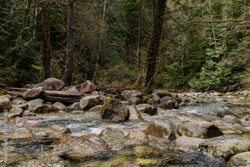 Intense green forest with natural lighting and Shannon Creek Stawamus Chief Provincial Park Squamish, British Columbia, Canada