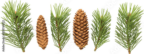 Pine Cones and Needle Vector Set with Natural Shapes, Forest Elements, Botanical Clipart for Nature, Design, and Educational Projects