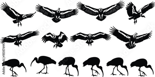 Black silhouette collection of vultures in flight with spread wings and ibises in various walking and feeding poses, isolated on white background.