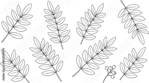 Black outline vector set of Rowan tree compound leaves and berry cluster isolated on white background for botanical design